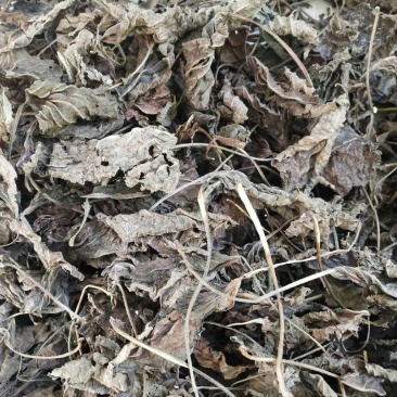 苏叶紫苏叶青苏叶落地苏叶