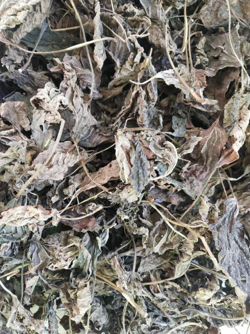 苏叶紫苏叶青苏叶落地苏叶