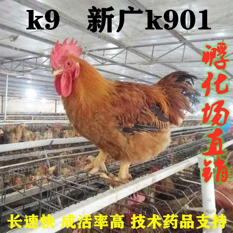 [热卖]k9鸡苗新广901鸡苗快大型技术药品支持