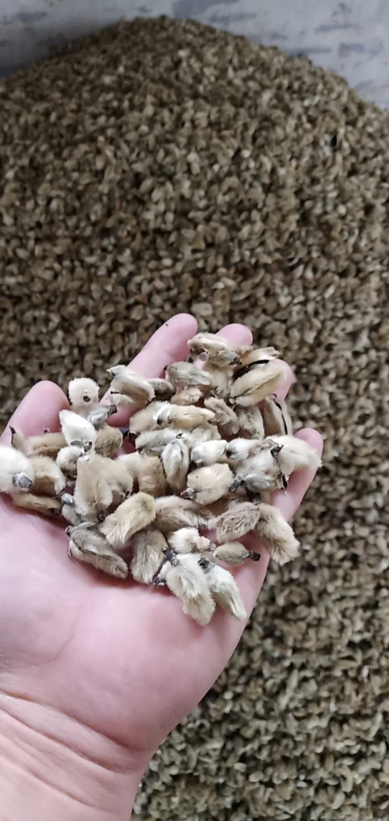 辛夷花价格电议辛夷桃木兰花支持批发调料