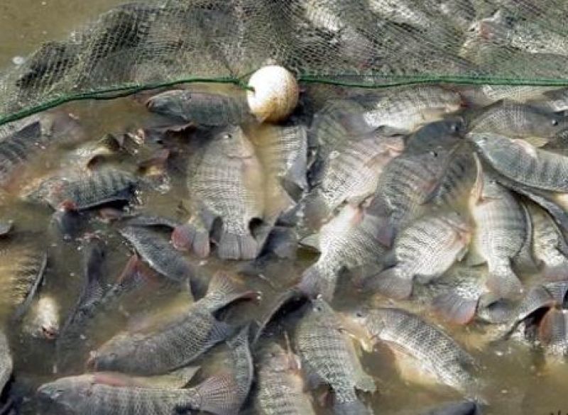 【海水养的罗非鱼】海水养殖罗非鱼水产养殖咸水罗非鱼