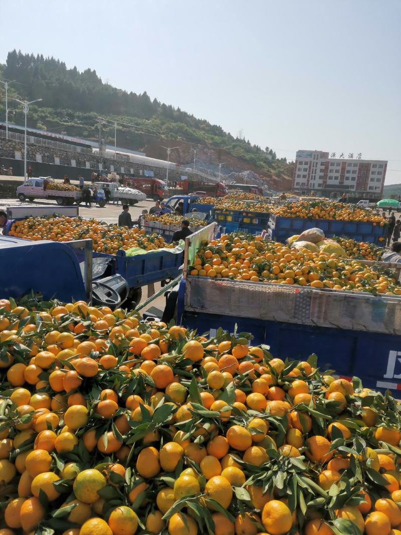 湖北丹江口早熟蜜桔(柑橘）一手货源诚信对接各大市场商超