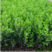 【苗圃直销】黄杨床苗黄杨苗高度8—15公分小叶黄杨瓜苗