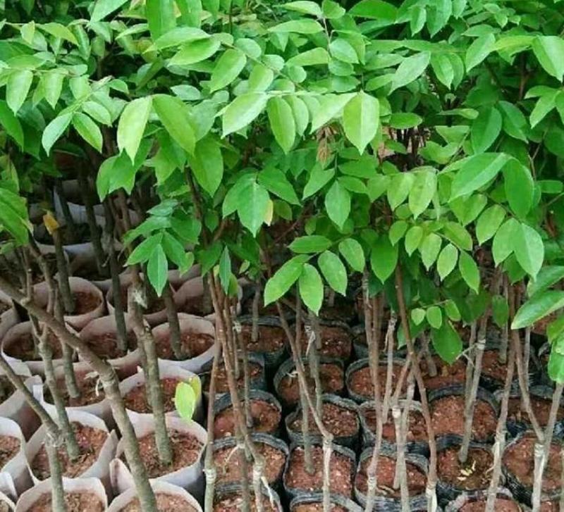 四季甜杨桃苗四季开花结果嫁接苗结果快高产品种