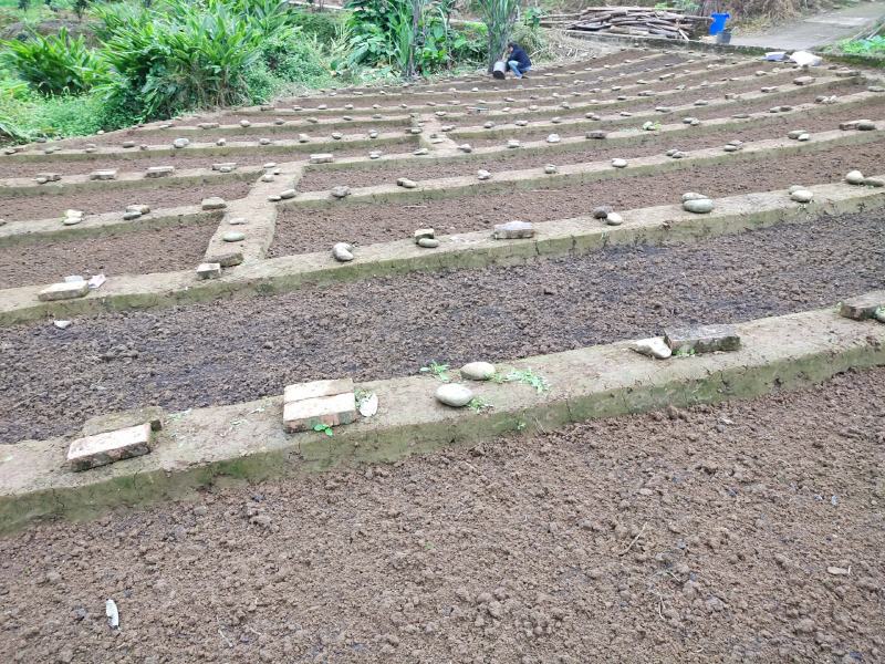 长茄子秧，牛角茄秧，黑美人，黑又长