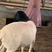 杜波绵羊种羊怀孕母羊自家繁育，黑头白头