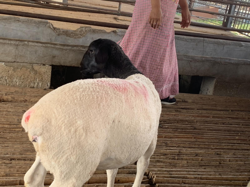 杜波绵羊种羊怀孕母羊自家繁育，黑头白头
