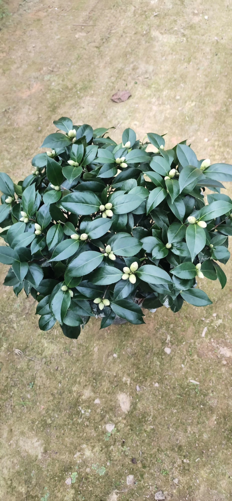 赤丹茶花品种茶花山茶花五色赤丹茶花各种规格齐全