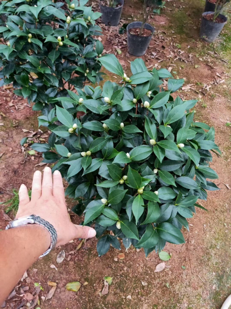 赤丹茶花品种茶花山茶花五色赤丹茶花各种规格齐全