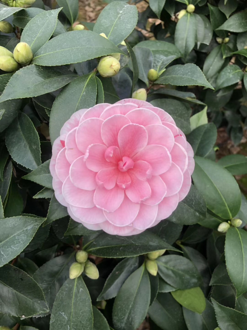 赤丹茶花品种茶花山茶花五色赤丹茶花各种规格齐全