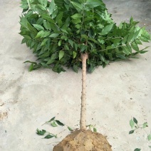 精品高杆地栽腊梅鄢陵腊梅