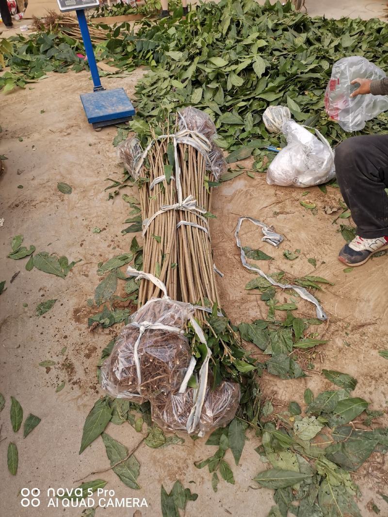 鄢陵腊梅精品腊梅苗量大价优