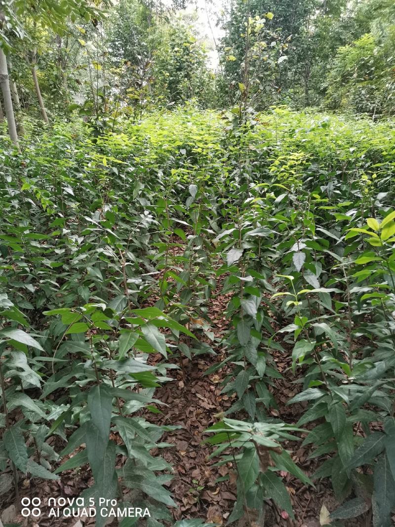 鄢陵腊梅精品腊梅苗量大价优