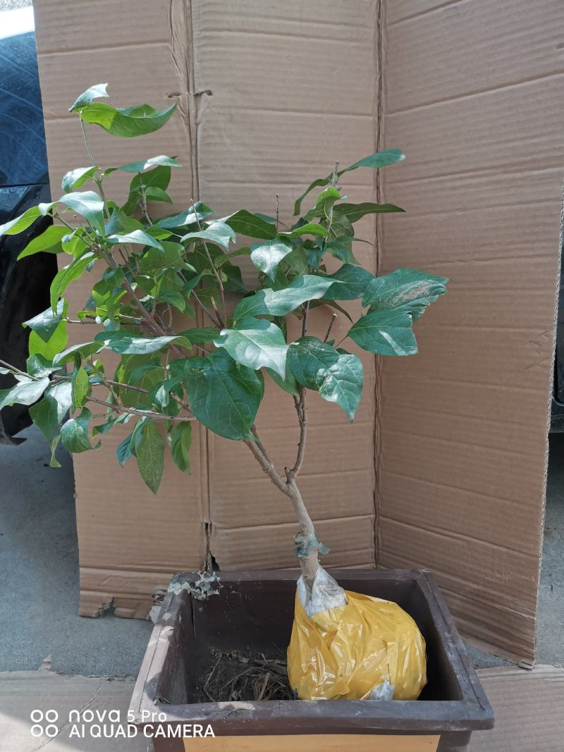 鄢陵腊梅盆栽腊梅量大价优