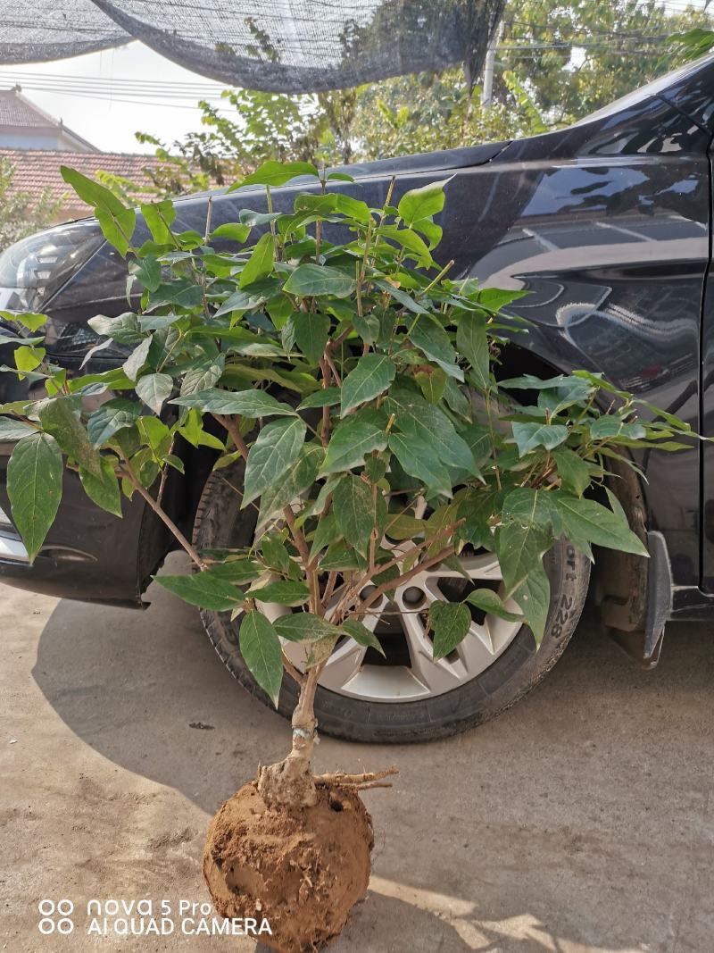 鄢陵腊梅盆栽腊梅量大价优