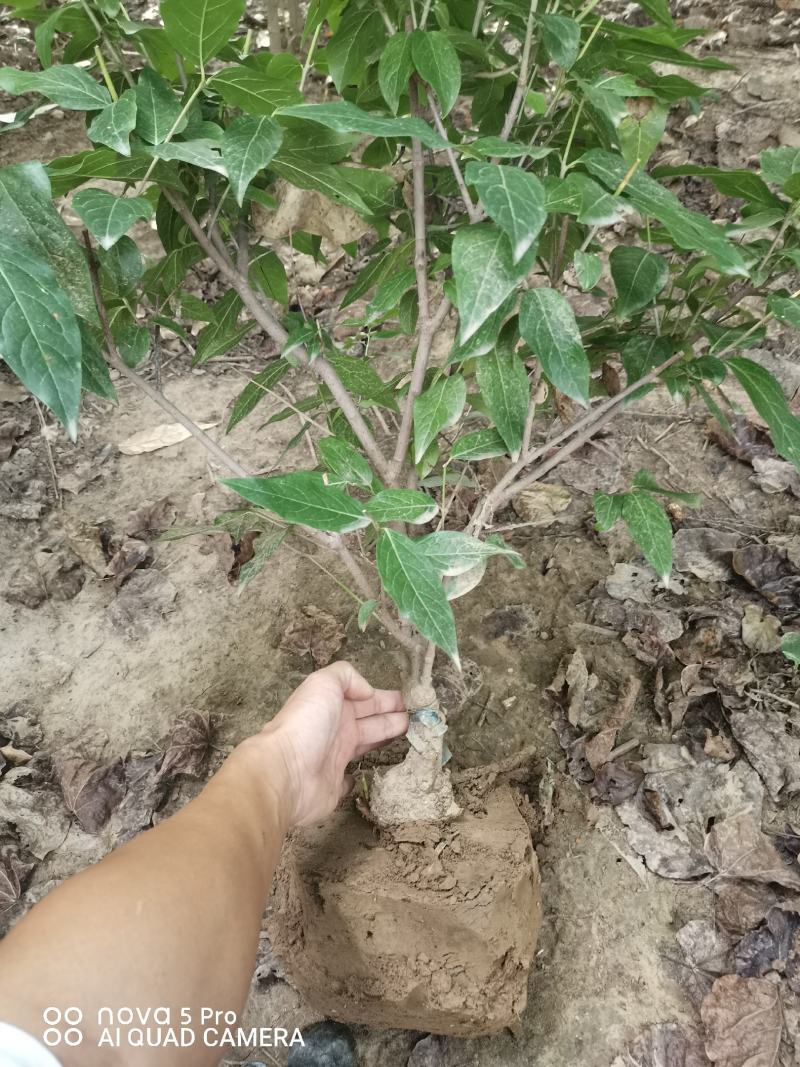 鄢陵腊梅盆栽腊梅量大价优