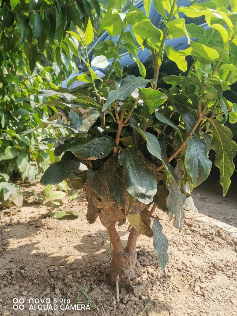鄢陵腊梅盆栽腊梅量大价优