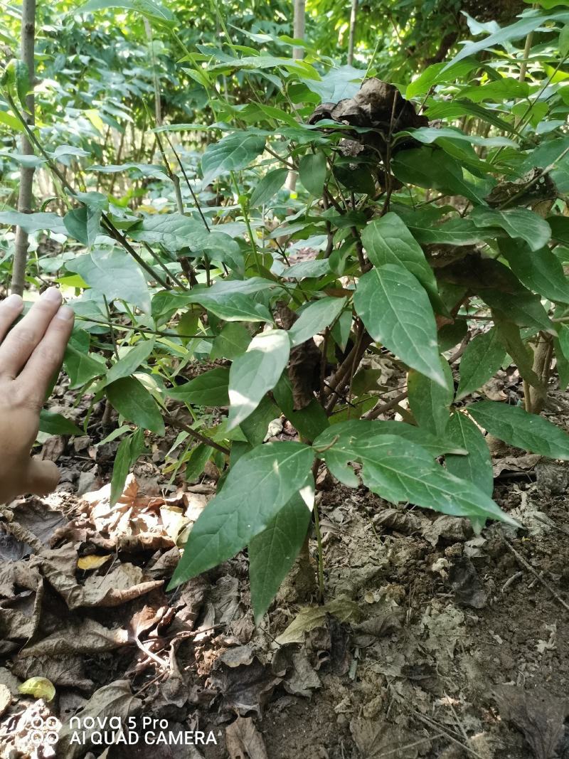 鄢陵腊梅盆栽腊梅量大价优