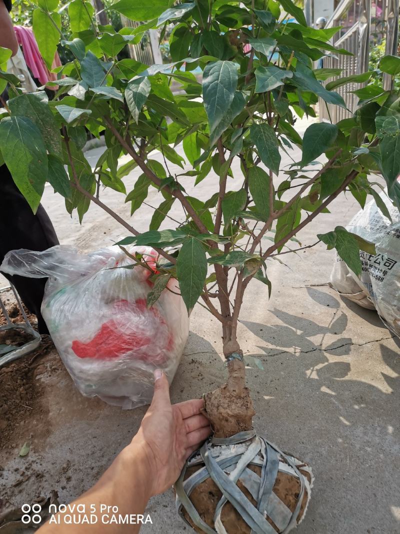 鄢陵腊梅盆栽腊梅量大价优