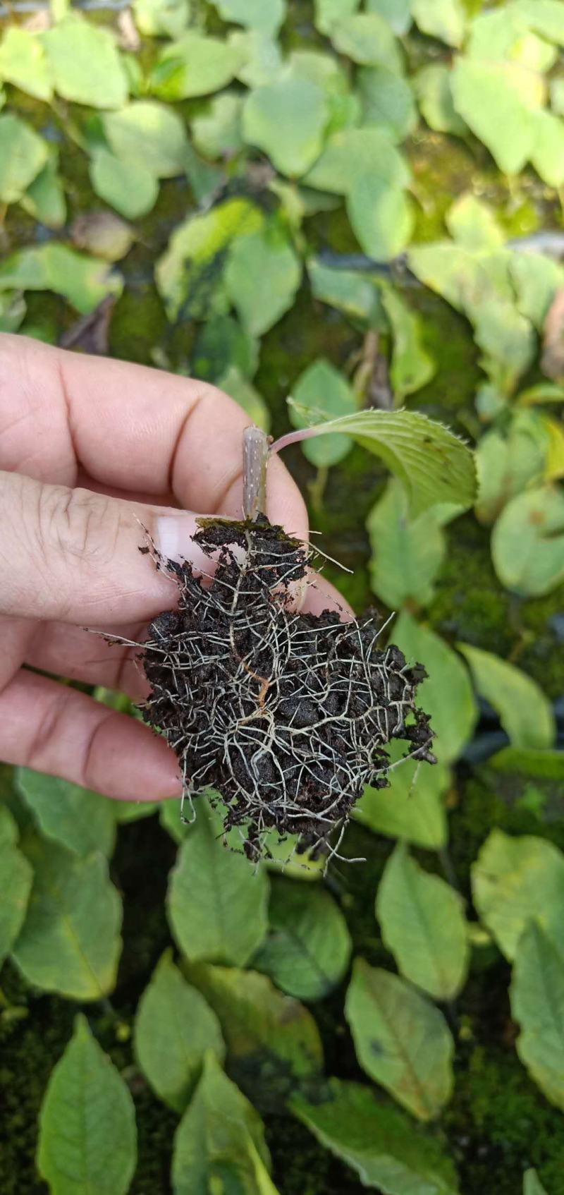 北美冬青基地北美冬青苗怎么卖北美冬青树苗的种植技术
