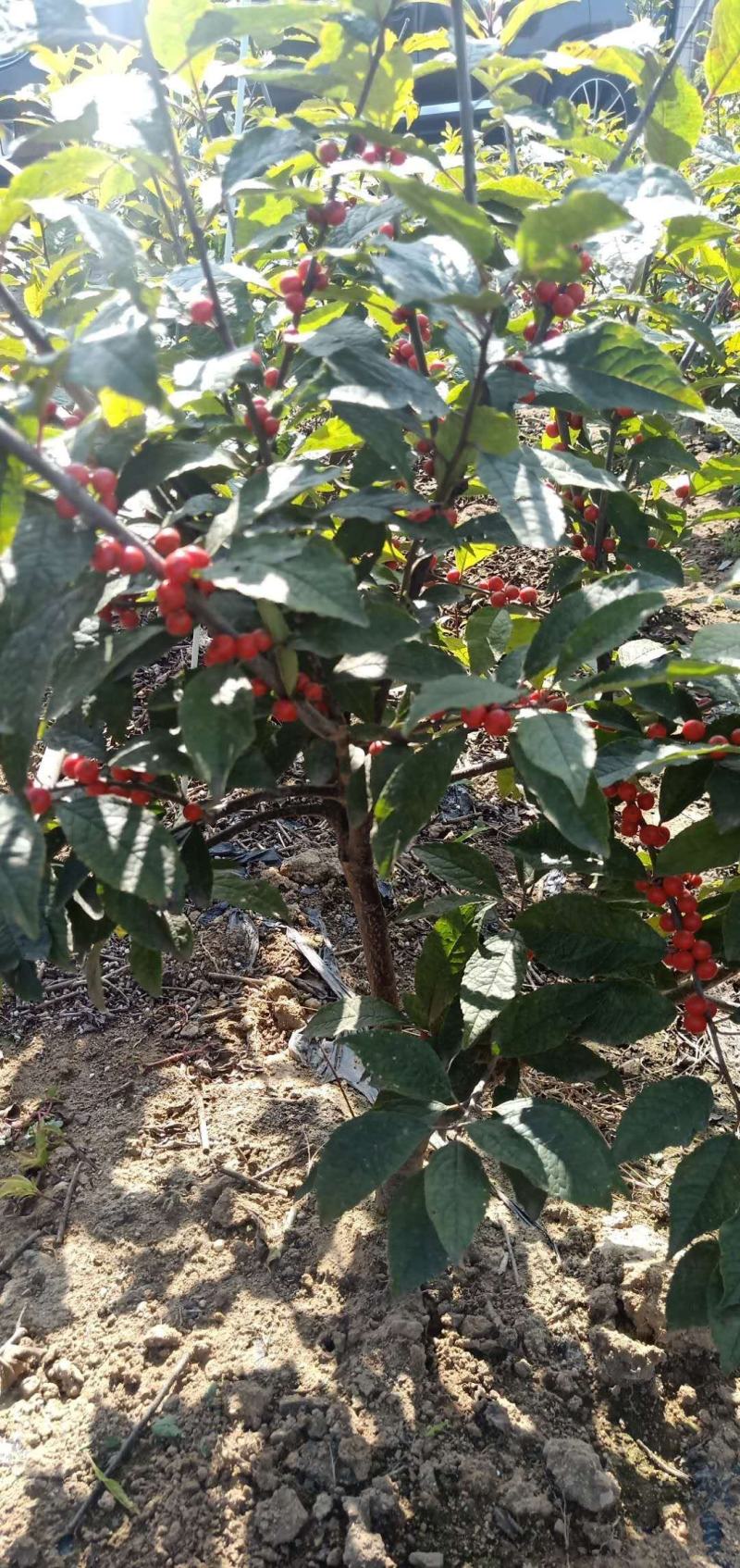 北美冬青基地北美冬青苗怎么卖北美冬青树苗的种植技术