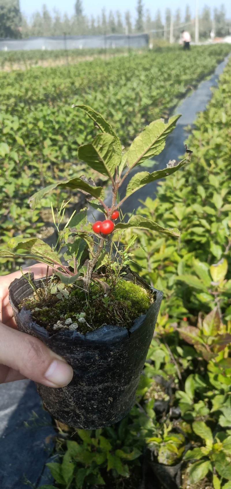 北美冬青基地北美冬青苗怎么卖北美冬青树苗的种植技术