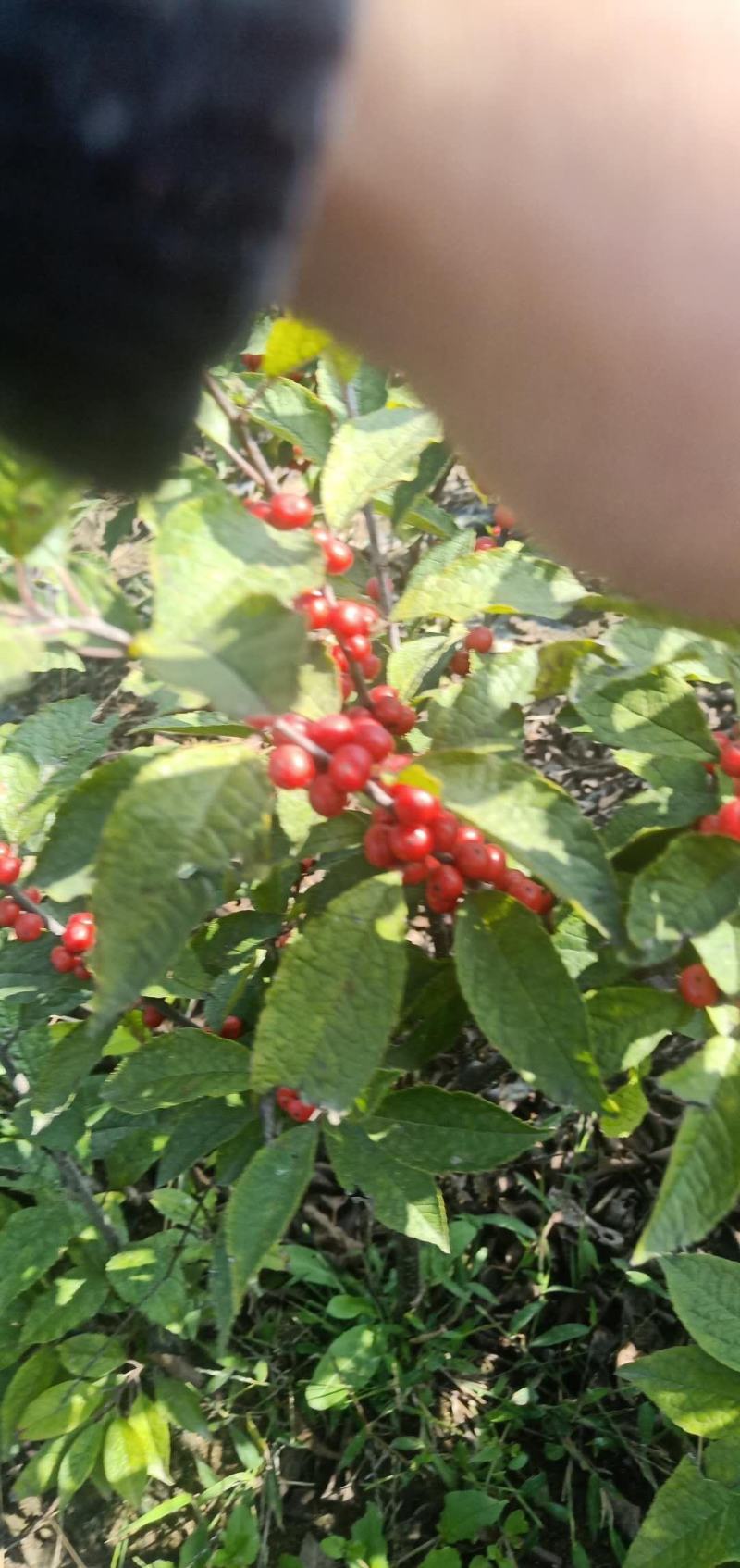 北美冬青基地北美冬青苗怎么卖北美冬青树苗的种植技术