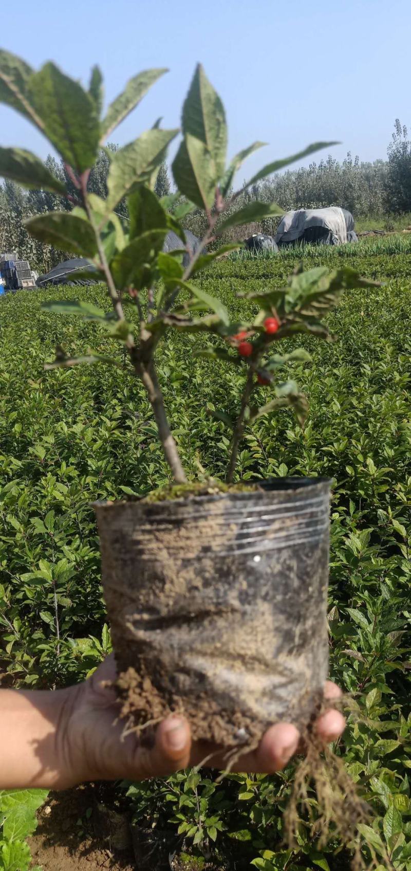 北美冬青基地北美冬青苗怎么卖北美冬青树苗的种植技术