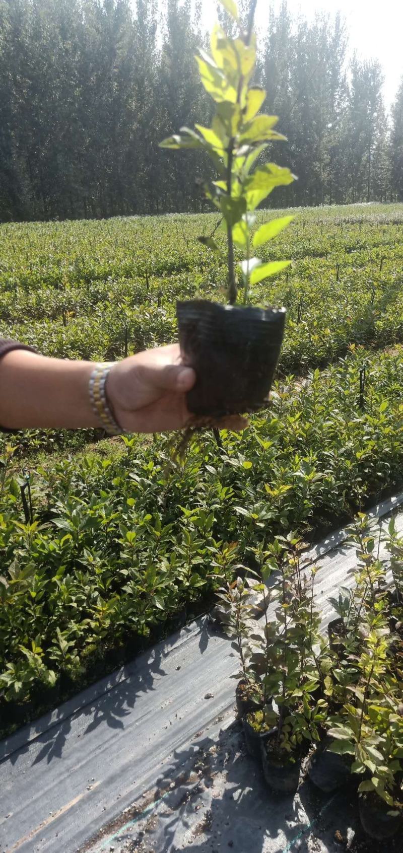 北美冬青基地北美冬青苗怎么卖北美冬青树苗的种植技术