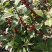 北美冬青基地北美冬青苗怎么卖北美冬青树苗的种植技术
