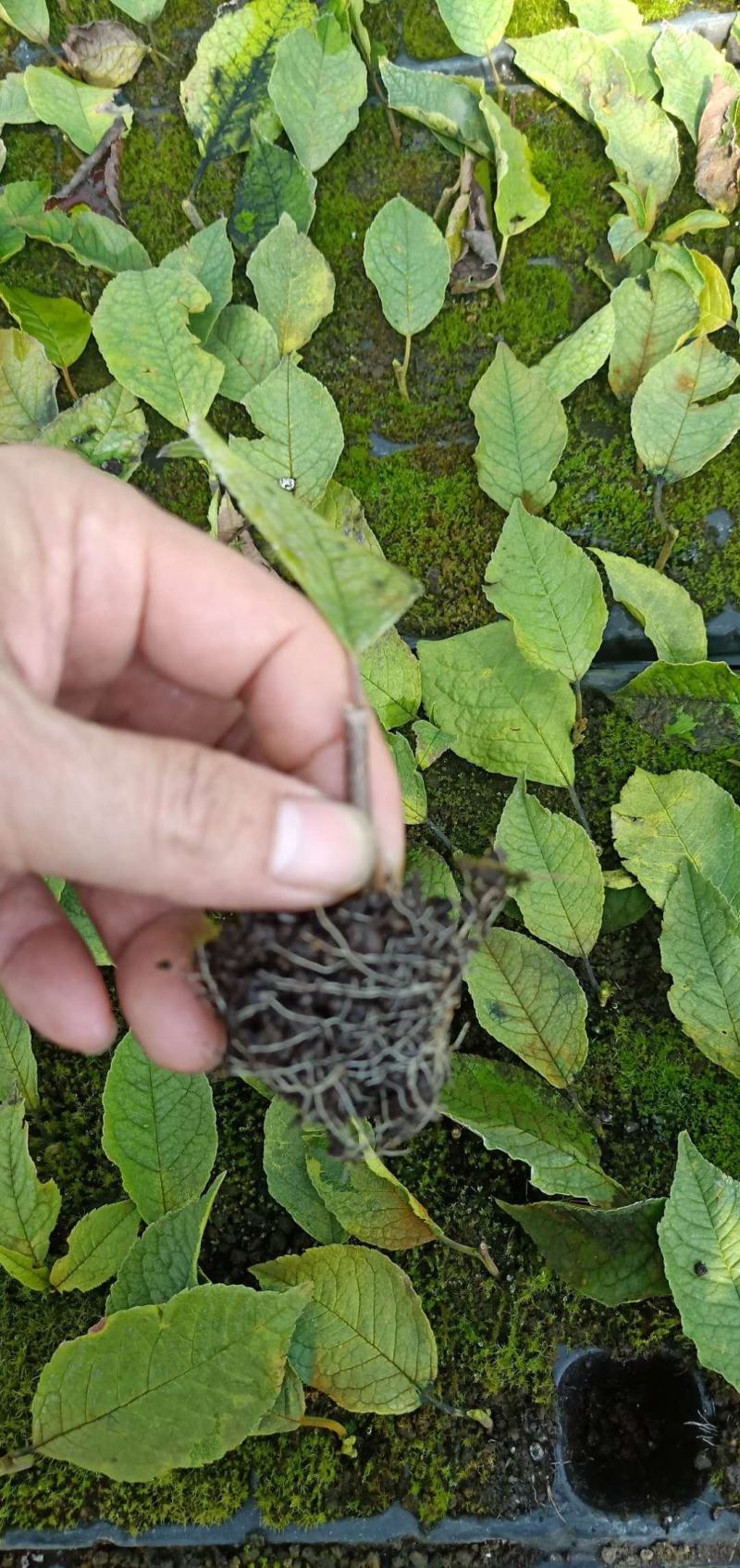 北美冬青基地北美冬青苗怎么卖北美冬青树苗的种植技术