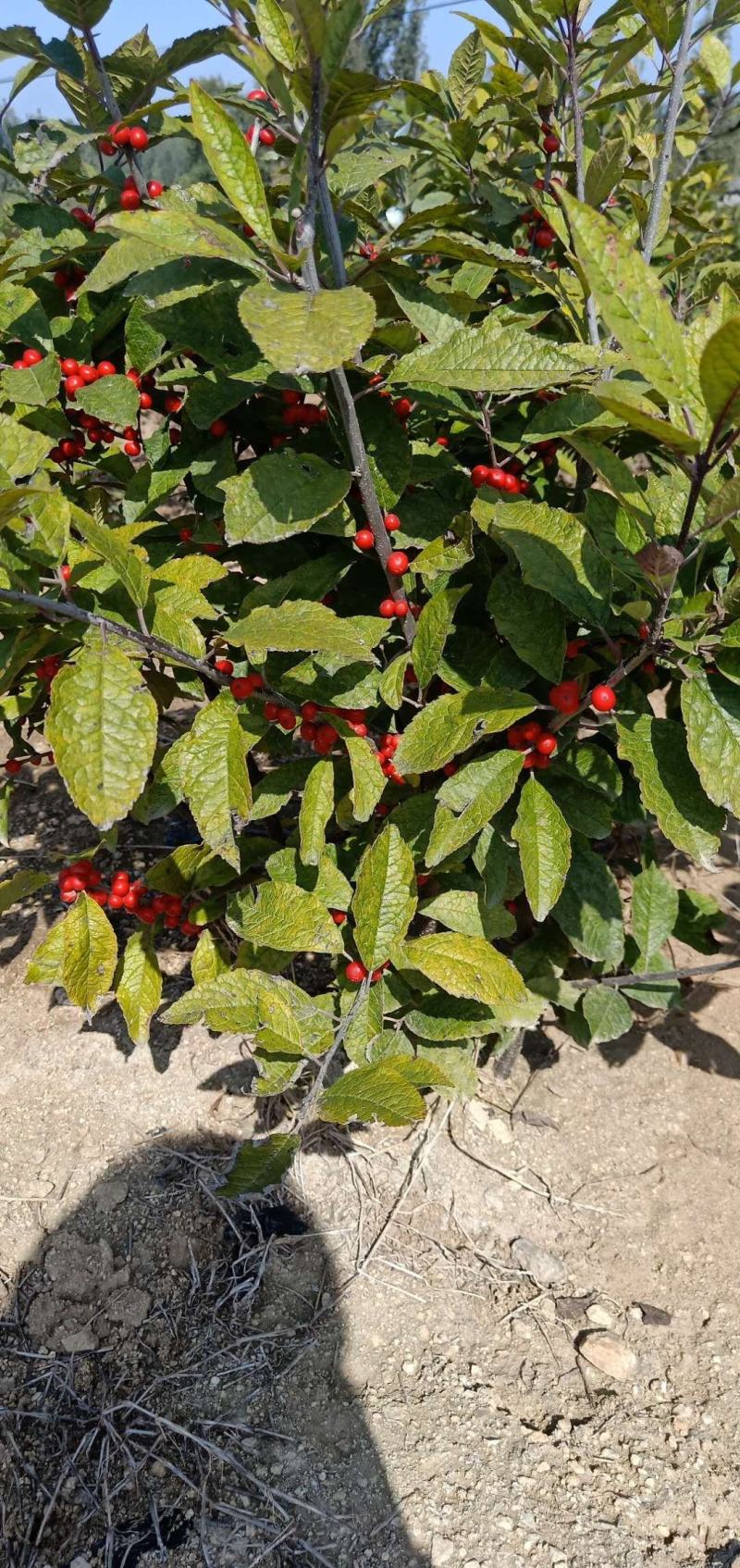 北美冬青基地北美冬青苗怎么卖北美冬青树苗的种植技术
