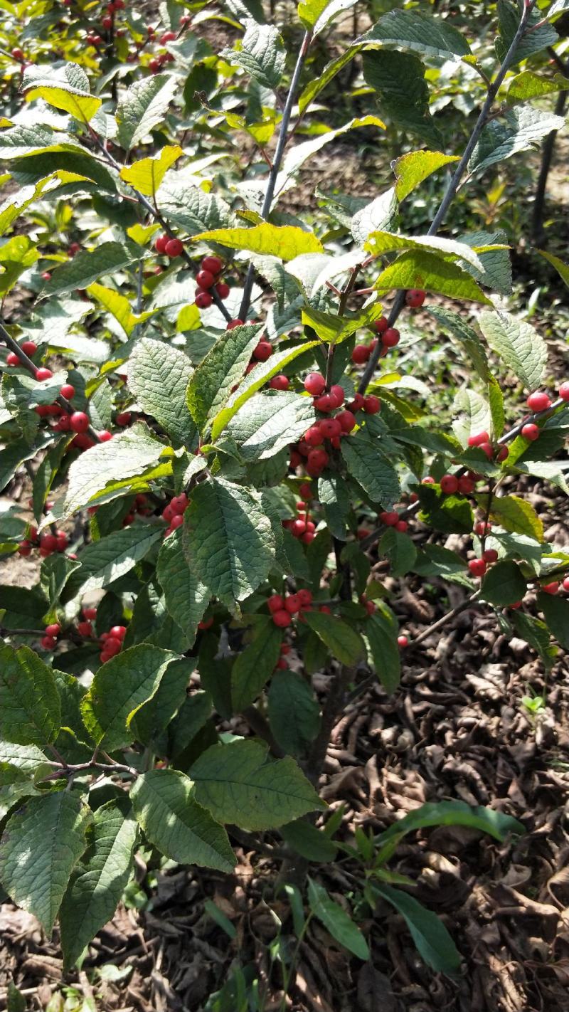北美冬青基地北美冬青苗怎么卖北美冬青树苗的种植技术