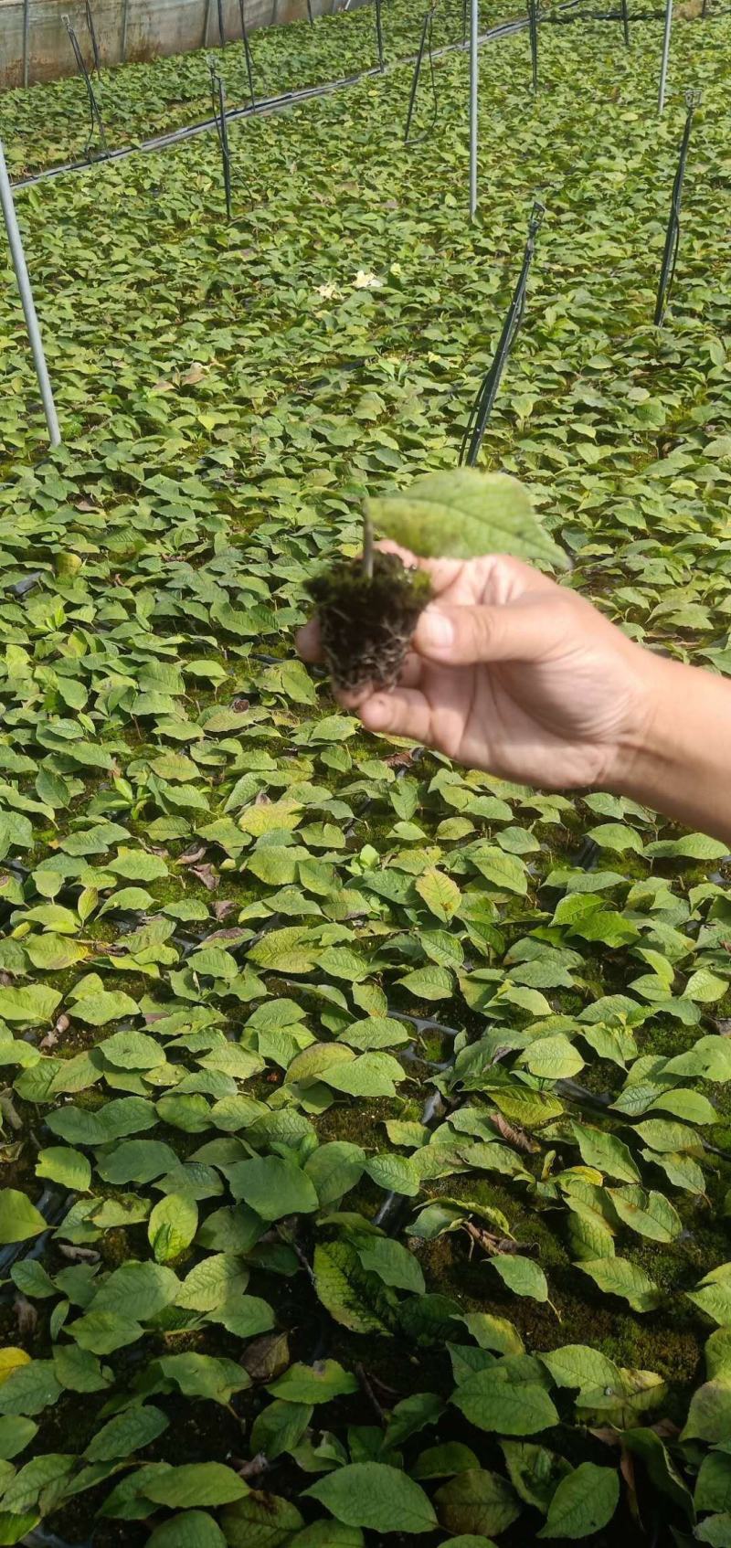 北美冬青基地北美冬青苗怎么卖北美冬青树苗的种植技术