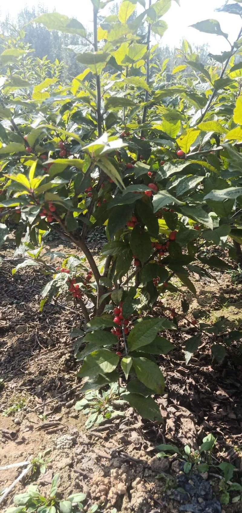 北美冬青基地北美冬青苗怎么卖北美冬青树苗的种植技术