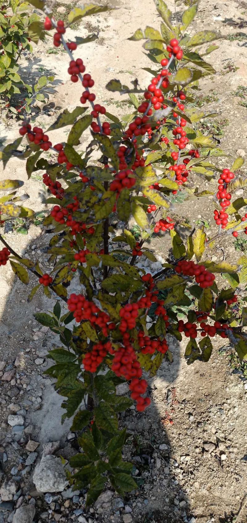 北美冬青基地北美冬青苗怎么卖北美冬青树苗的种植技术