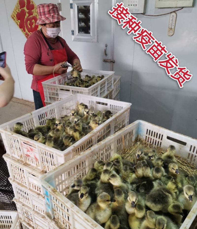 纯种狮头鹅苗假一罚十。本公司常年出售狮头鹅苗，
