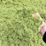 八鹰粉碎机2023新款青鲜植物精细化粉碎设备