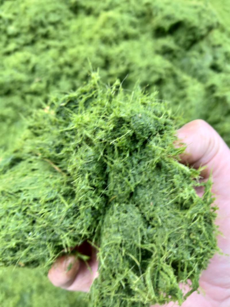 八鹰粉碎机2023新款青鲜植物精细化粉碎设备