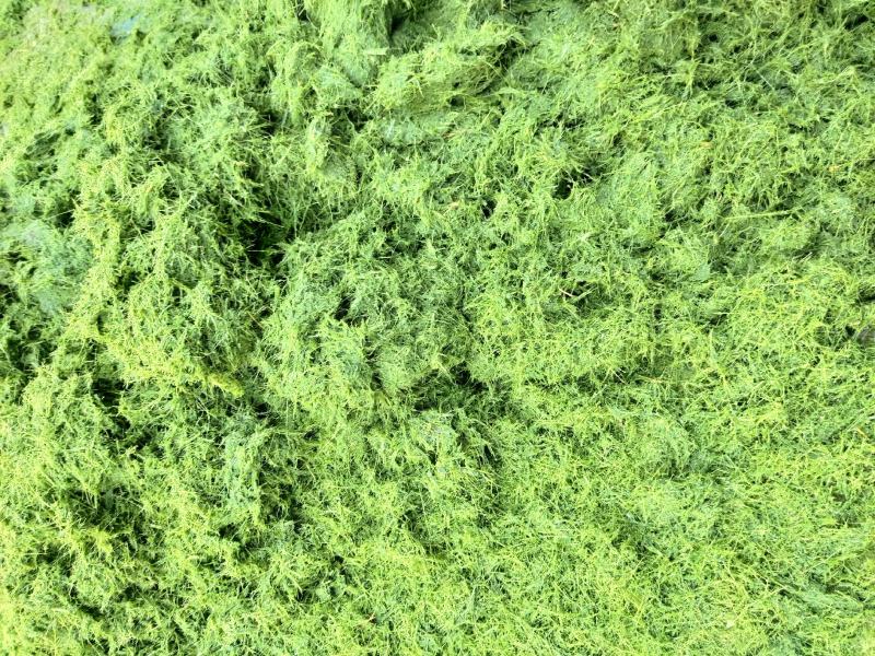 八鹰粉碎机2023新款青鲜植物精细化粉碎设备