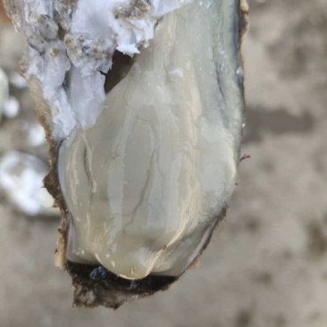 乳山生蚝牡蛎新鲜带壳【2-3两产地直发质量保证，适合烧