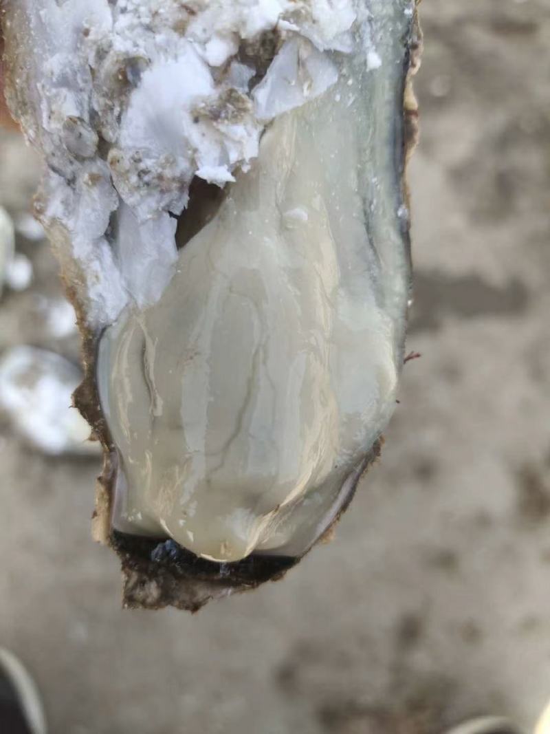 乳山生蚝牡蛎新鲜带壳【2-3两产地直发质量保证，适合烧
