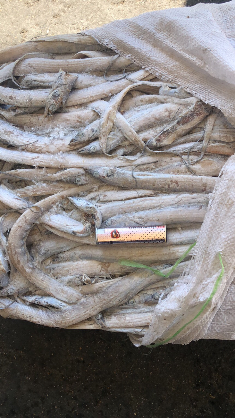 海捕捞鳀鱼，饲料鱼，长期供应，螃蟹小龙虾黑鱼饲料。