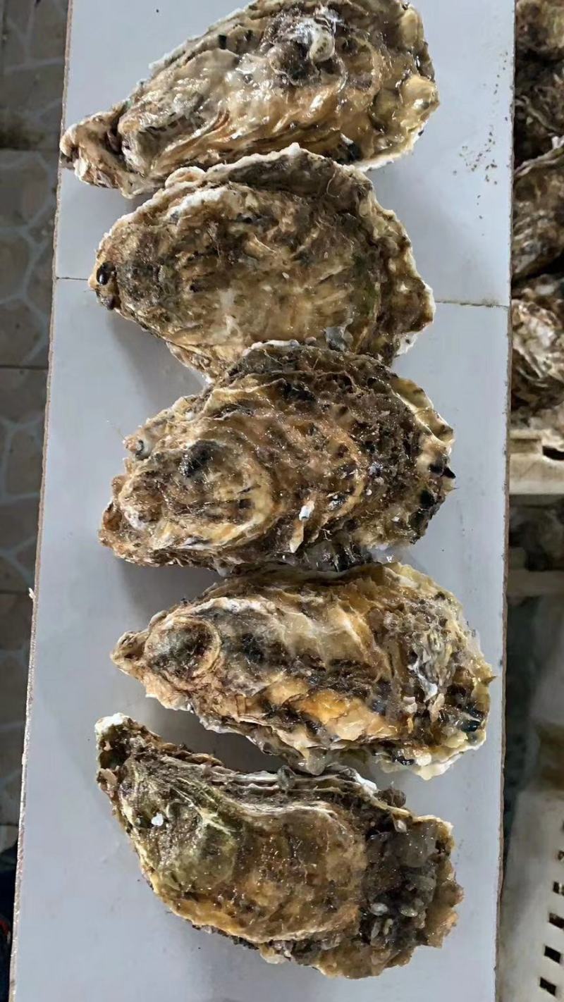 乳山生蚝新鲜带壳，【2两】产地直发质量保证适合烧烤