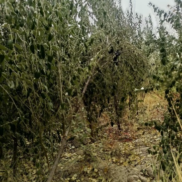 乔灌木，沙枣苗，胡杨。新疆杨