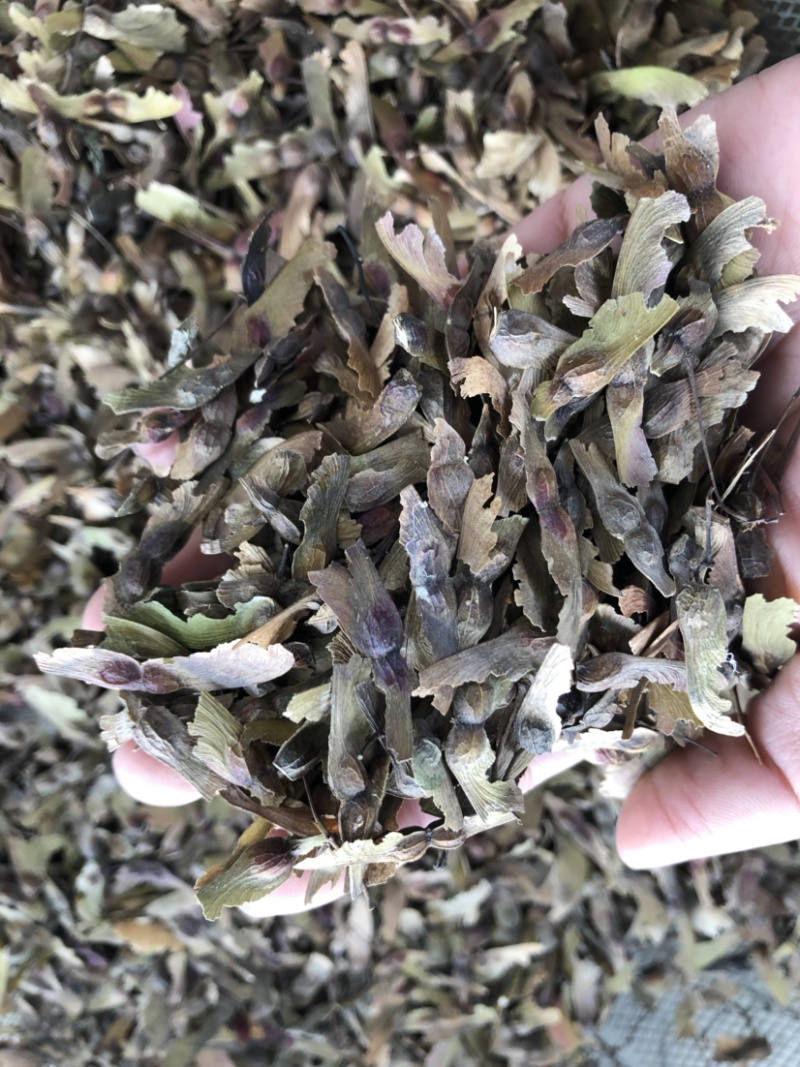 红枫种子，槭树种子，彩叶树种子，新上市红枫种子