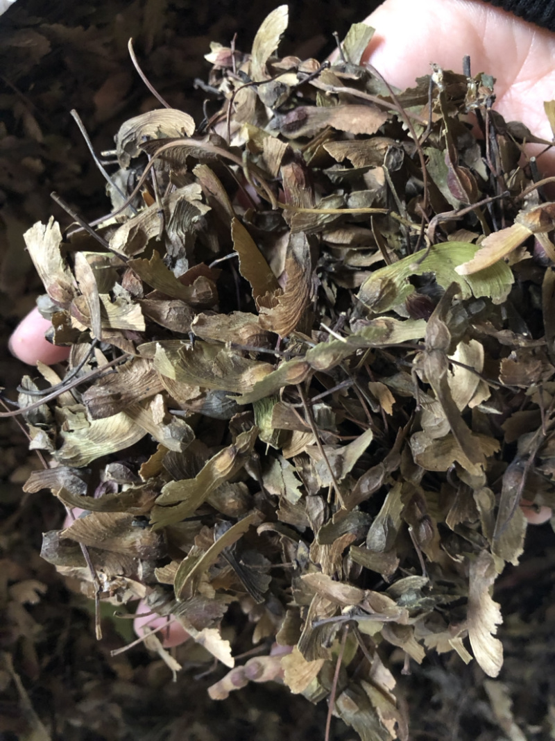 红枫种子，槭树种子，彩叶树种子，新上市红枫种子
