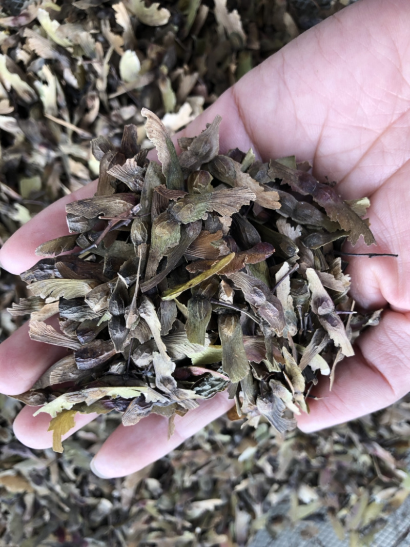 红枫种子，槭树种子，彩叶树种子，新上市红枫种子