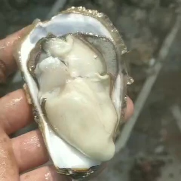威海生蚝牡蛎新鲜带壳二/三倍体产地直供适合烧烤餐饮