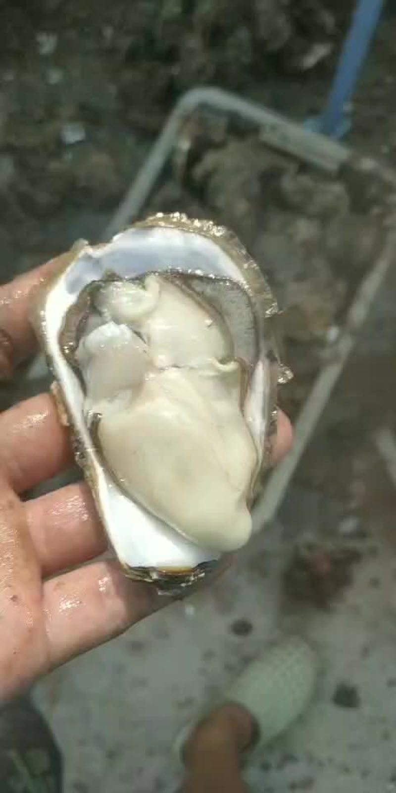 威海生蚝牡蛎新鲜带壳二/三倍体产地直供适合烧烤餐饮
